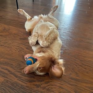 Meet your Posher, Josh